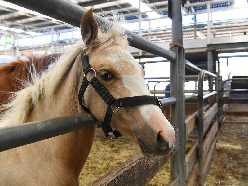 Authorities are investigating a spate of mysterious horse deaths in Victoria. (James Ross/AAP PHOTOS)