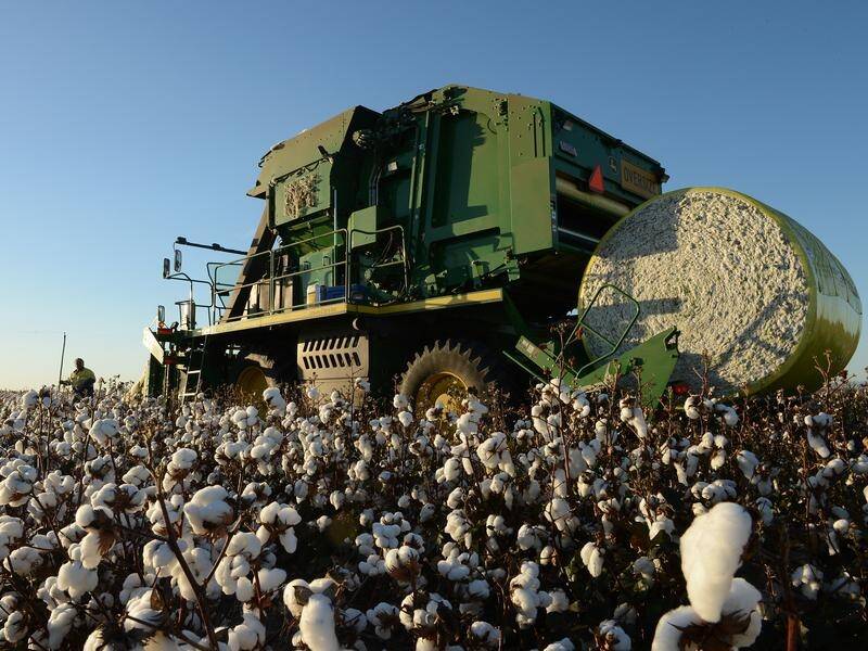 The cotton industry can get a bad rap but growers are trying to shake that image. (Dave Hunt/AAP PHOTOS)